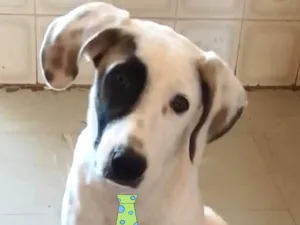 Cachorro raça SRD-ViraLata idade 7 a 11 meses nome Duke 