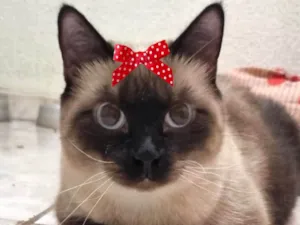 Gato raça Siamês idade 7 a 11 meses nome Esmeralda 