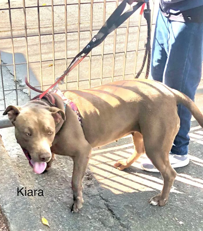 Cachorro ra a Pit-Bull idade 2 anos nome Kiara