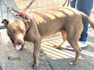 Cachorro raça Pit-Bull idade 2 anos nome Kiara