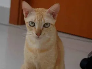 Gato raça SRD-ViraLata idade 3 anos nome Sol