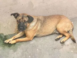 Cachorro raça SRD-ViraLata idade 4 anos nome Ronny 