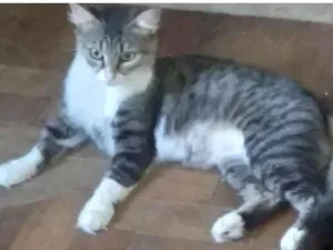 Gato raça SRD-ViraLata idade 1 ano nome Mel