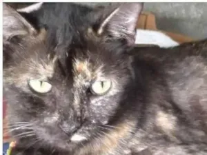 Gato raça SRD-ViraLata idade 3 anos nome Dalila