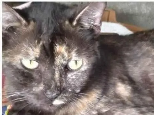 Gato ra a SRD-ViraLata idade 3 anos nome Dalila