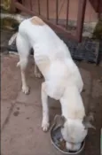 Garaa