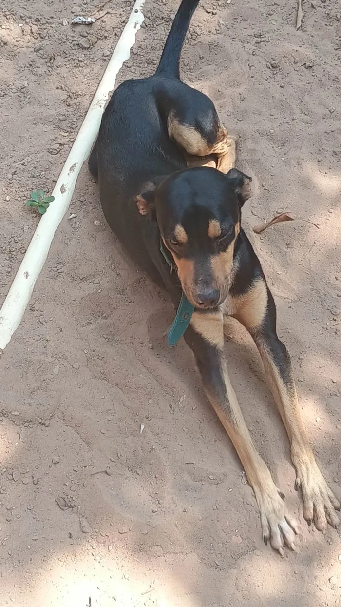 Cachorro ra a SRD-ViraLata idade 1 ano nome Thor 