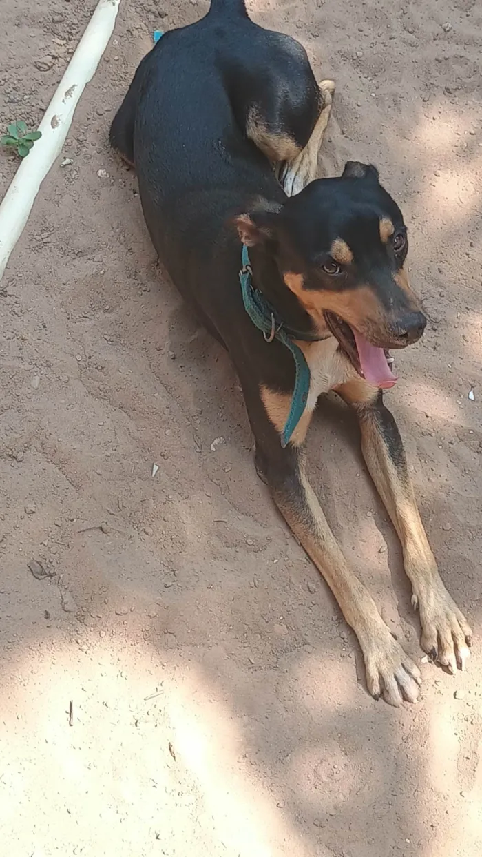 Cachorro ra a SRD-ViraLata idade 1 ano nome Thor 