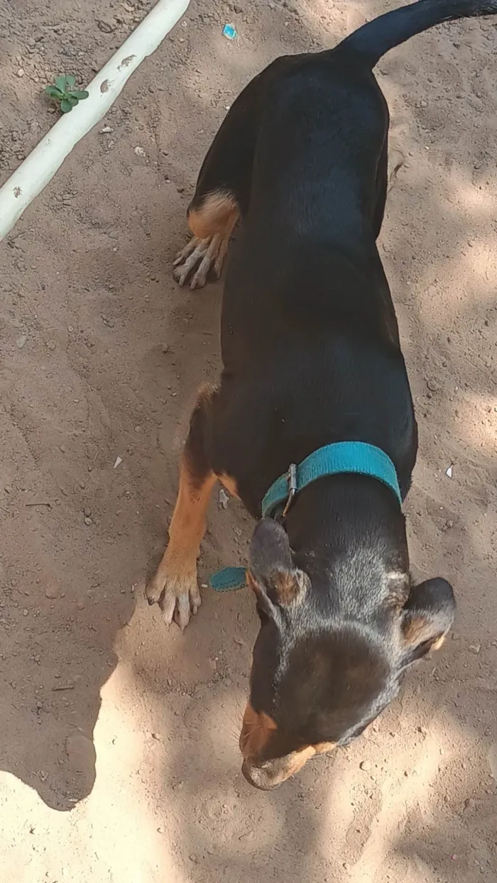 Cachorro ra a SRD-ViraLata idade 1 ano nome Thor 