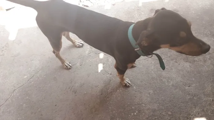 Cachorro ra a SRD-ViraLata idade 1 ano nome Thor 