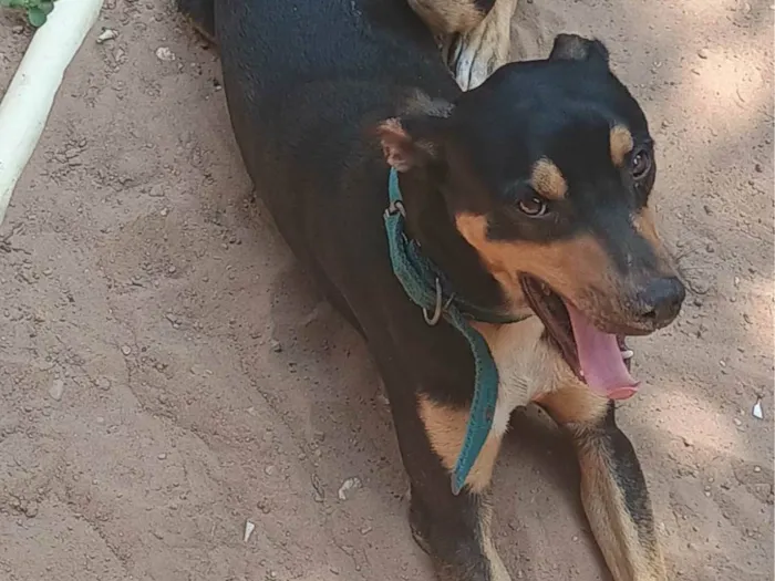 Cachorro ra a SRD-ViraLata idade 1 ano nome Thor 