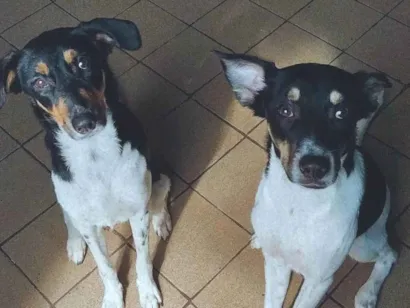 Cachorro raça SRD-ViraLata idade 7 a 11 meses nome Chico e luisa