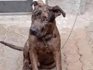 Cachorro raça Pit-Bull idade 7 a 11 meses nome Tigre