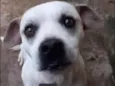 Garaa