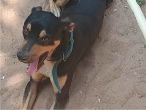 Cachorro raça SRD-ViraLata idade 1 ano nome Thor 