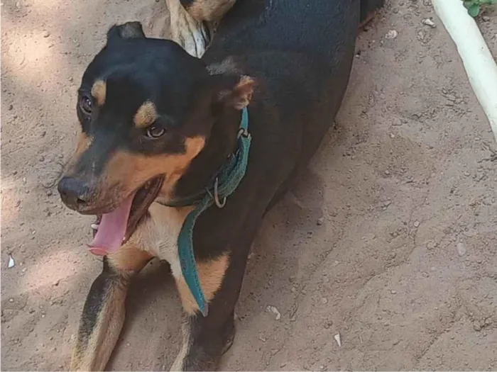 Cachorro ra a SRD-ViraLata idade 1 ano nome Thor 