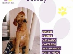 Cachorro raça SRD-ViraLata idade 1 ano nome Scooby