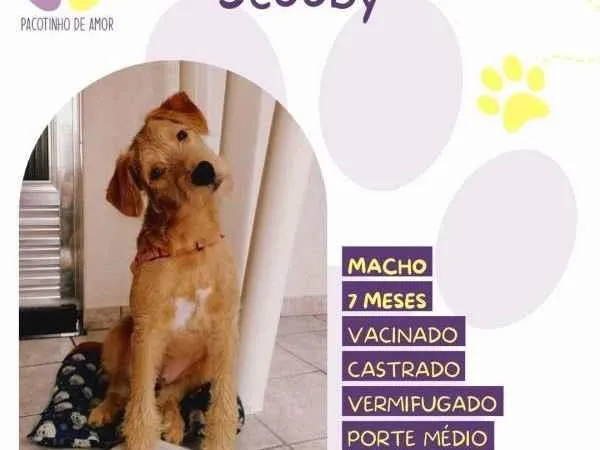 Cachorro ra a SRD-ViraLata idade 1 ano nome Scooby