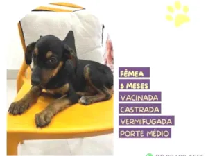 Cachorro raça SRD-ViraLata idade 1 ano nome Jojo