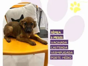 Cachorro raça SRD-ViraLata idade 1 ano nome Anitta