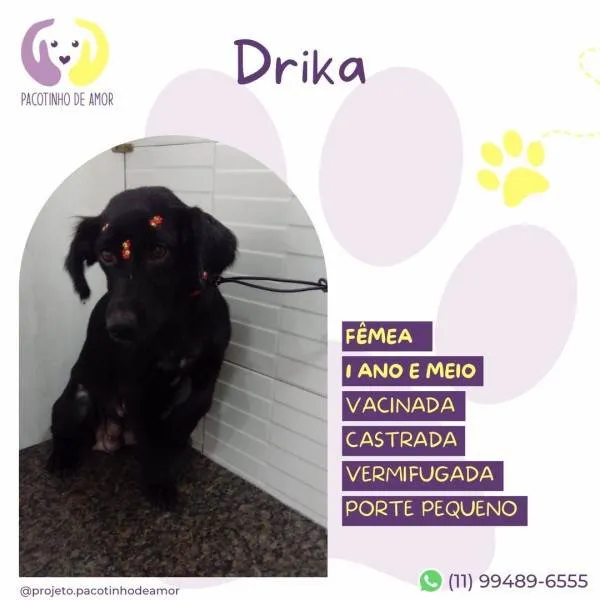 Cachorro ra a SRD-ViraLata idade 1 ano nome Drika