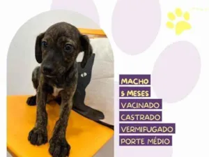 Cachorro raça SRD-ViraLata idade 1 ano nome Faisca