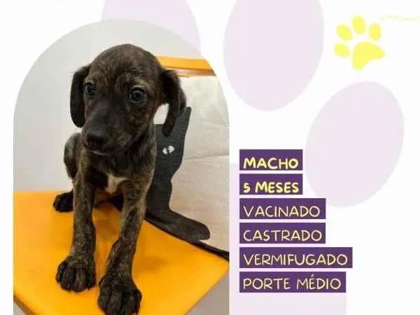 Cachorro ra a SRD-ViraLata idade 1 ano nome Faisca