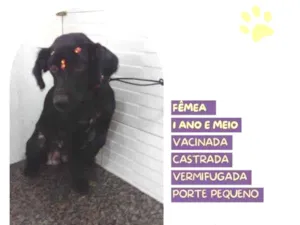 Cachorro raça SRD-ViraLata idade 1 ano nome Drika