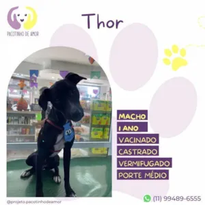 Cachorro raça SRD-ViraLata idade 1 ano nome Thor