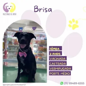 Cachorro raça SRD-ViraLata idade 1 ano nome Brisa