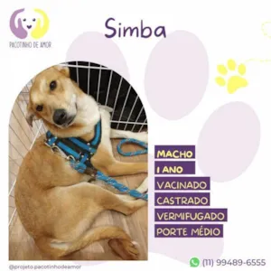 Cachorro raça SRD-ViraLata idade 1 ano nome Simba