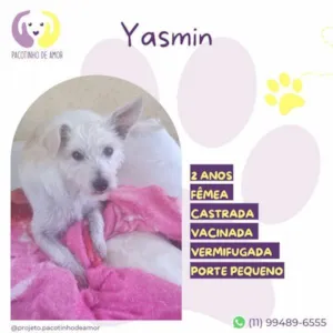 Cachorro raça SRD-ViraLata idade 1 ano nome Yasmin