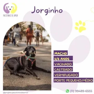 Cachorro raça SRD-ViraLata idade 1 ano nome Jorginho