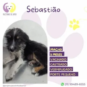 Cachorro raça SRD-ViraLata idade 1 ano nome Sebastiao