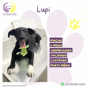 Cachorro raça SRD-ViraLata idade 2 a 6 meses nome Lupi