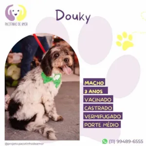 Cachorro raça SRD-ViraLata idade 1 ano nome Douky