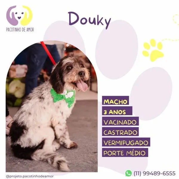 Cachorro ra a SRD-ViraLata idade 1 ano nome Douky