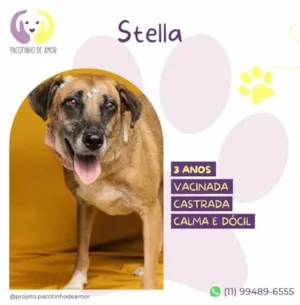 Cachorro raça SRD-ViraLata idade 1 ano nome Stella