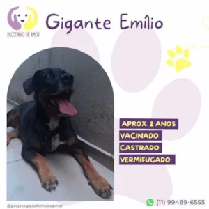 Cachorro raça SRD-ViraLata idade 1 ano nome Gigante Emilio