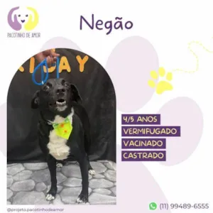 Cachorro raça SRD-ViraLata idade 1 ano nome Negao