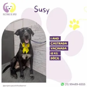 Cachorro raça SRD-ViraLata idade 1 ano nome Susy