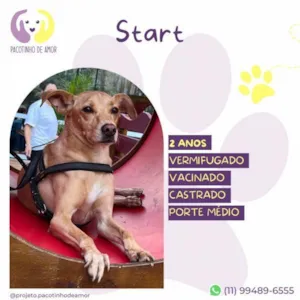 Cachorro raça SRD-ViraLata idade 1 ano nome Start