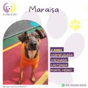 Cachorro raça SRD-ViraLata idade 1 ano nome Maraisa