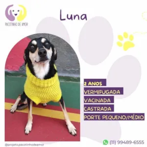 Cachorro raça SRD-ViraLata idade 1 ano nome Luna