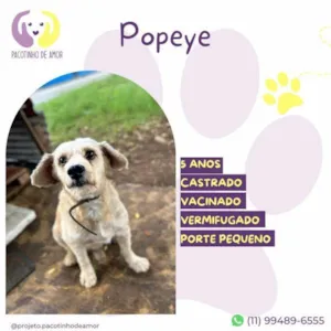 Cachorro raça SRD-ViraLata idade 1 ano nome Popeye