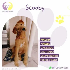 Cachorro raça SRD-ViraLata idade 1 ano nome Scooby