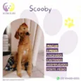 Scooby