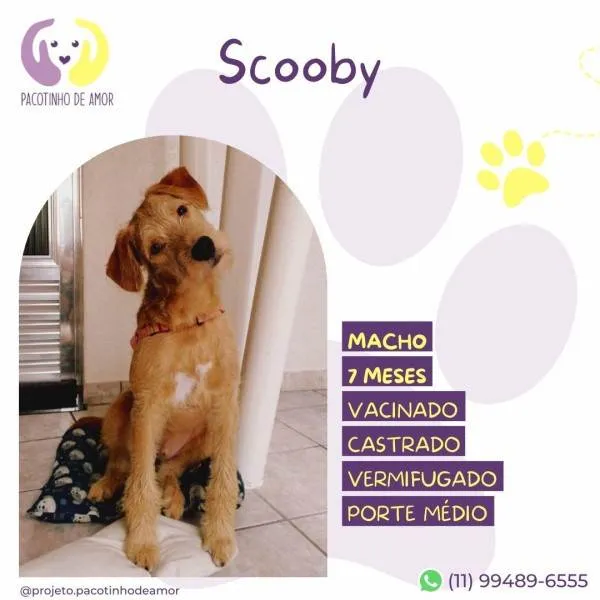 Cachorro ra a SRD-ViraLata idade 1 ano nome Scooby