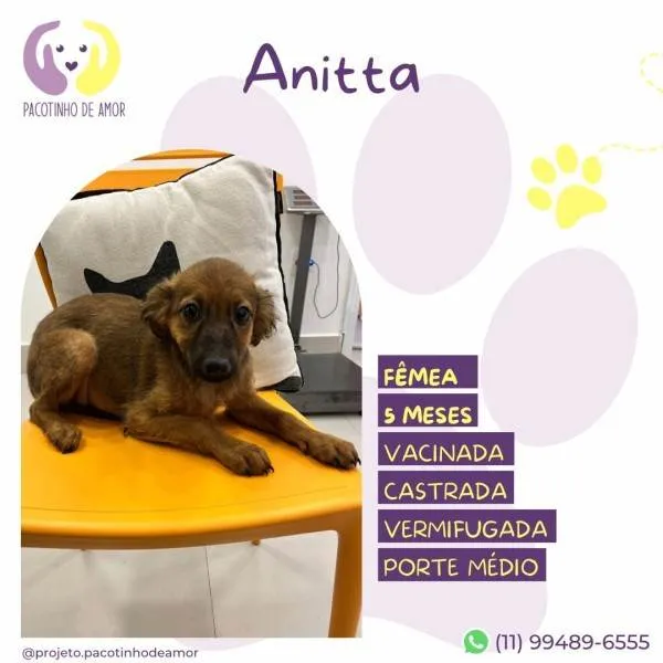 Cachorro ra a SRD-ViraLata idade 1 ano nome Anitta