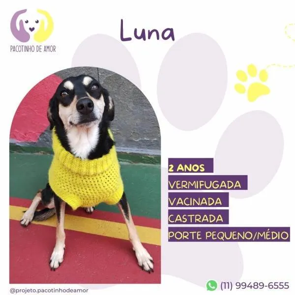 Cachorro ra a SRD-ViraLata idade 1 ano nome Luna